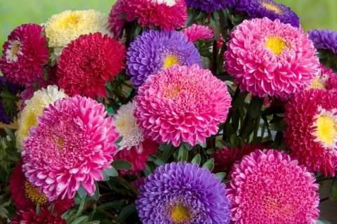 A bouquet of fresh asters different colors